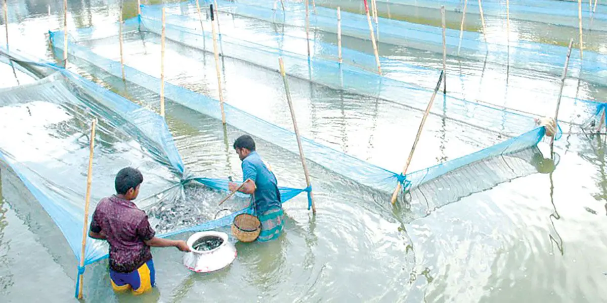 যশোরে চাঙা রেণু-পোনার মোকাম