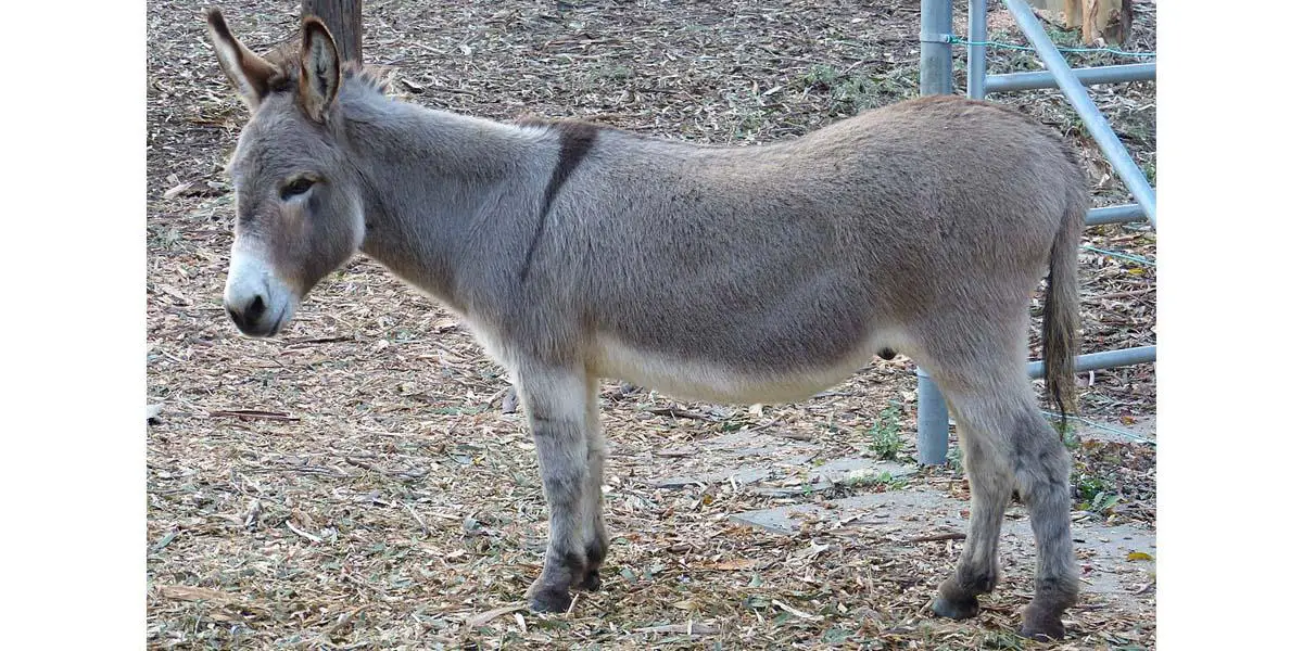 জ্ঞানী প্রাণী গাধা