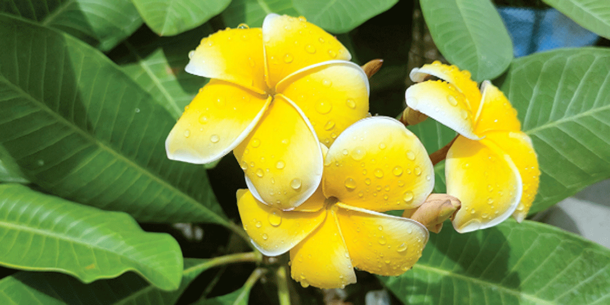 ম্লান আলোকে ফোটা গোলকচাঁপা
