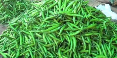 কাঁচা মরিচের কেজি ৩০০ টাকা ছাড়াল