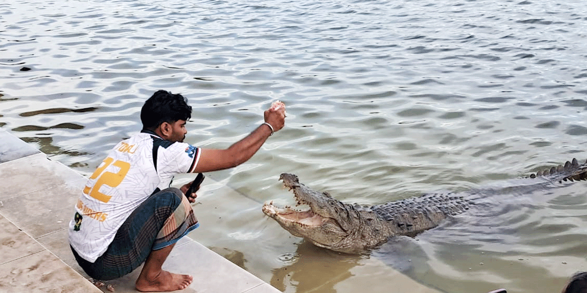 কুমিরের সঙ্গে বন্ধুত্ব তপুর!