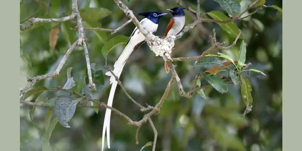 অপূর্ব এশীয় শাবুলবুলি