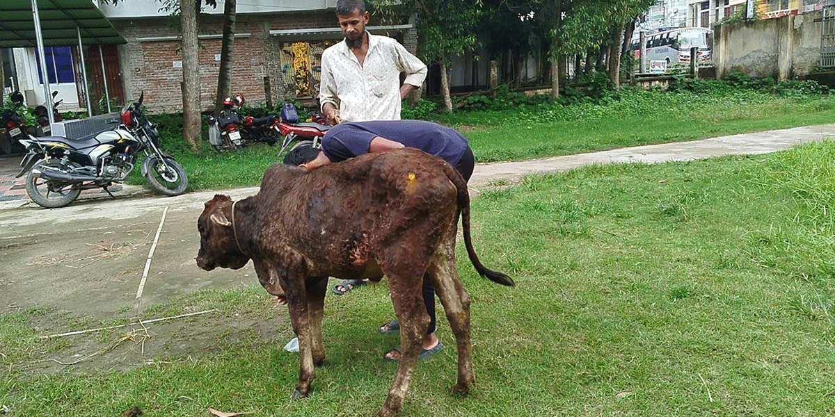 রাজবাড়ীতে লাম্পির থাবায় খামারিরা দিশেহারা