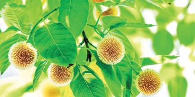 বর্ষায় যেসব ফুল ফোটে