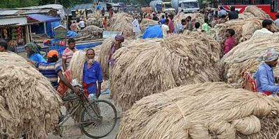 চাহিদা বাড়ায় পাটচাষে ফিরছে আগ্রহ