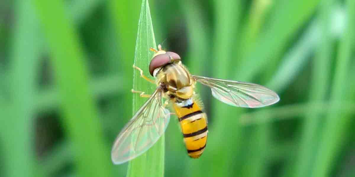 ফসলের বন্ধু ফিতা মাছি