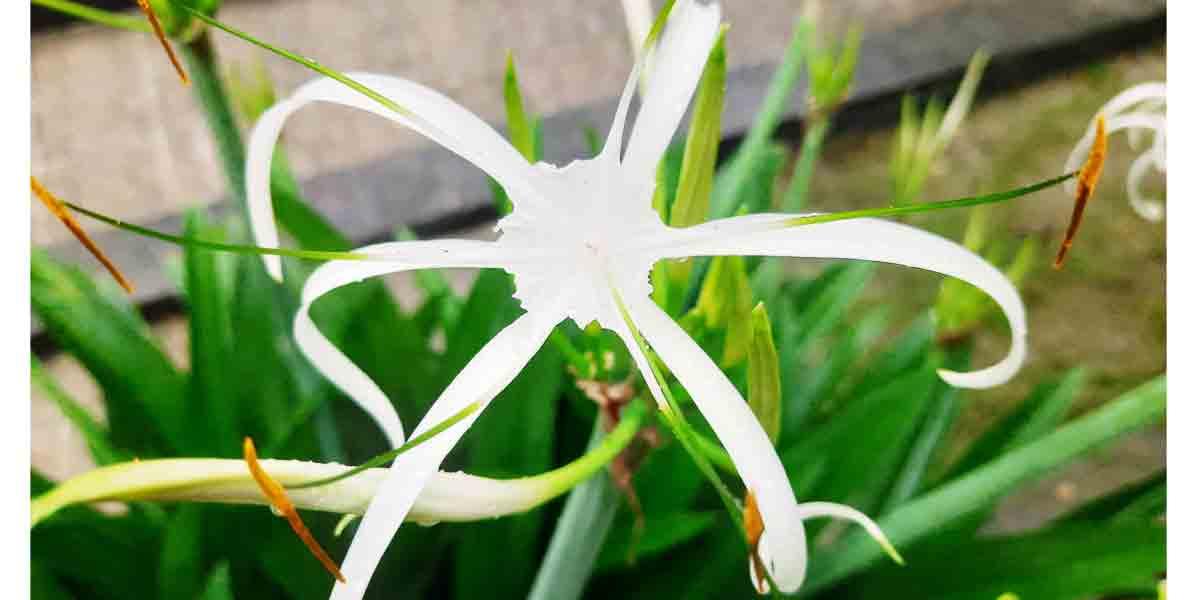 শুভ্র সুন্দর মাকড়সা লিলি