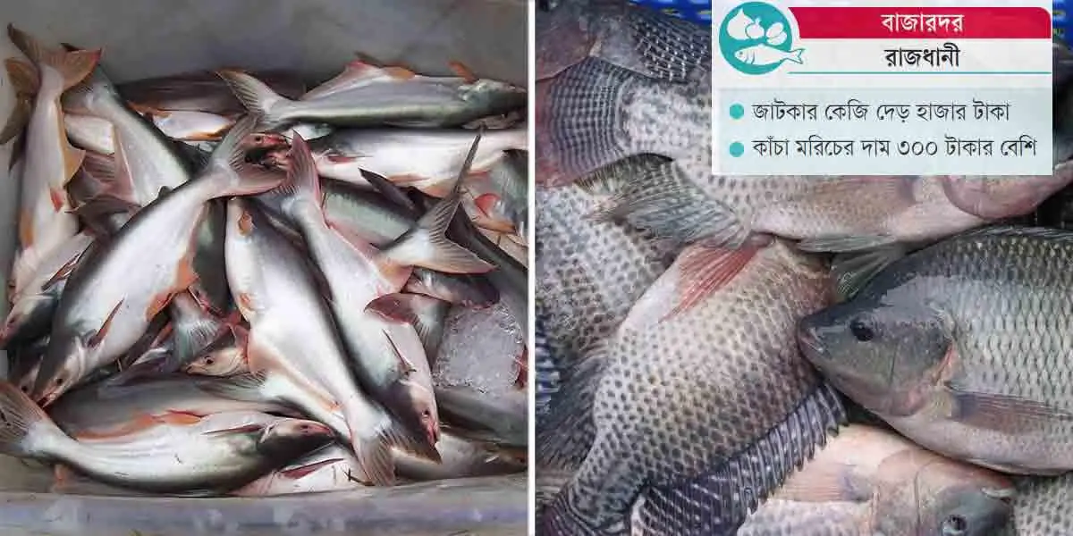 গরিবের পাঙাশ-তেলাপিয়ায় আগুন