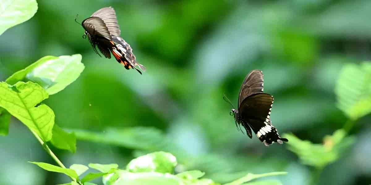 স্বল্প আয়ুর উদয়াবল্লী প্রজাপতি