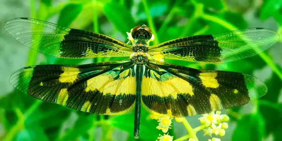 চিত্রিতডানার গঙ্গাফড়িং