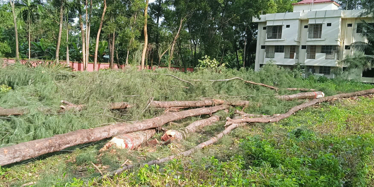নোবিপ্রবিতে বৃক্ষ নিধনের উৎসব, ক্ষুব্ধ শিক্ষার্থীরা