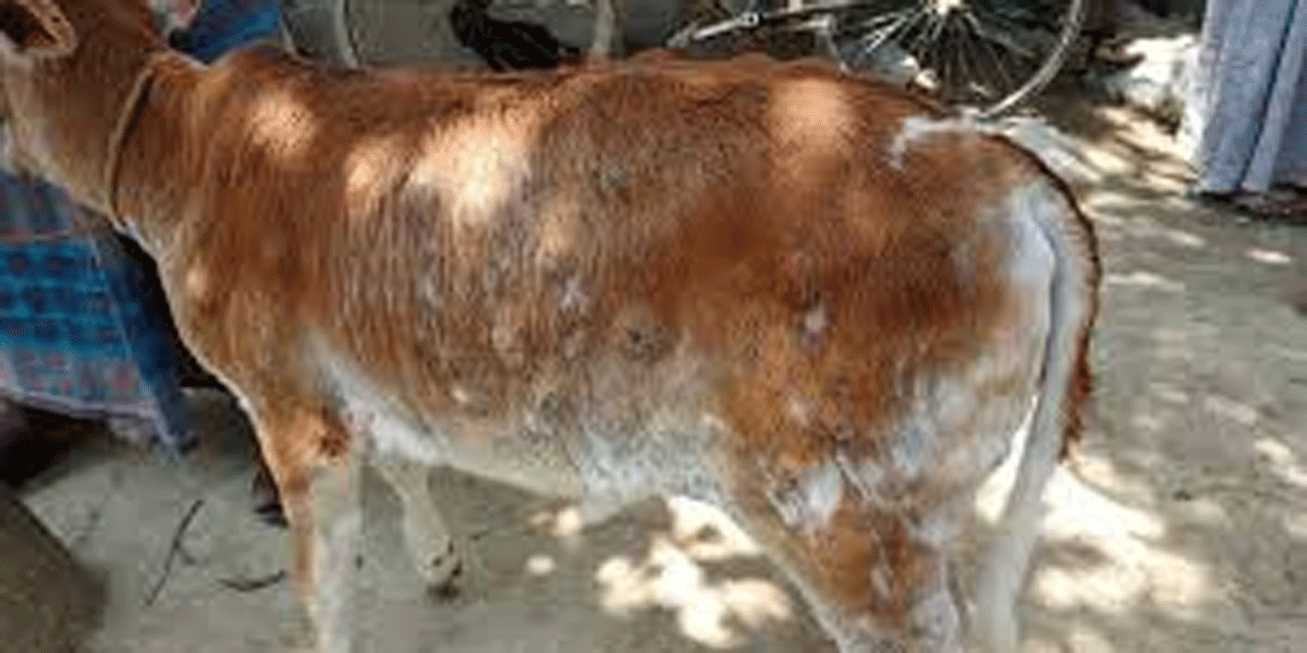 ঠাকুরগাঁয়ে লাম্পি ভাইরাসে বাড়ছে গরুর মৃত্যু