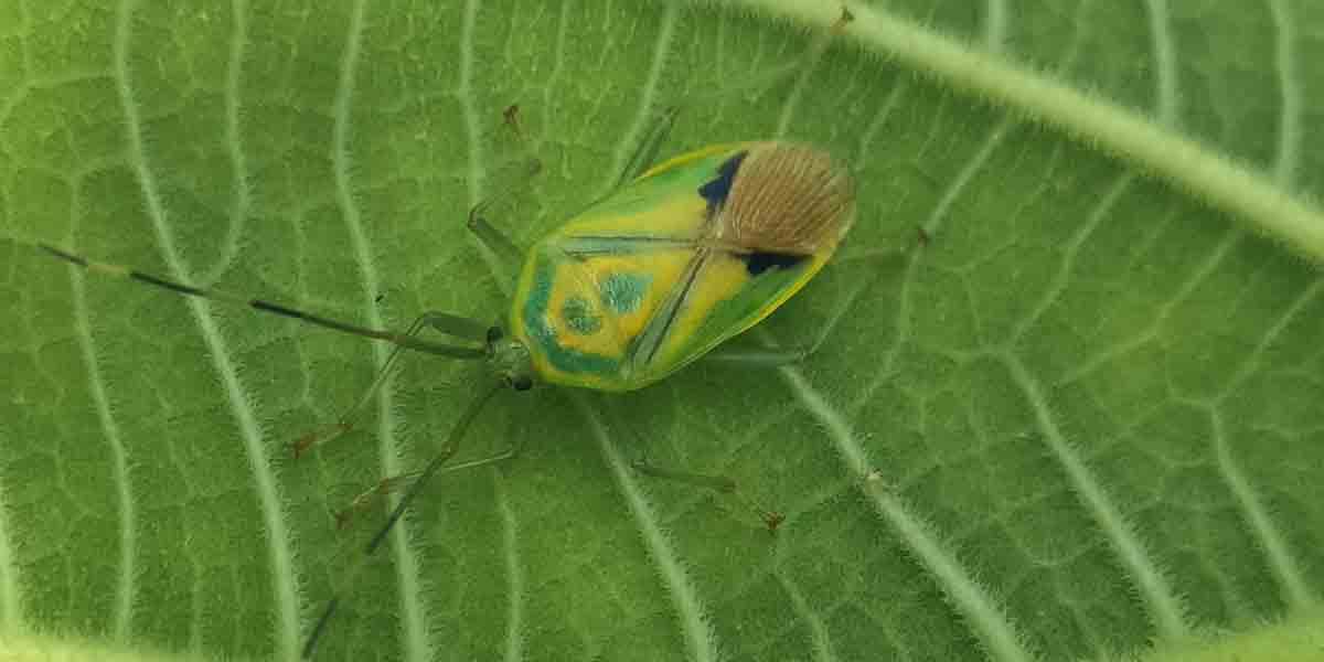 দুর্লভ সুন্দরী গান্ধি পোকা