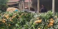 মধুপুরের আনারস: ২০০ কোটি টাকার বাণিজ্যের সম্ভাবনা