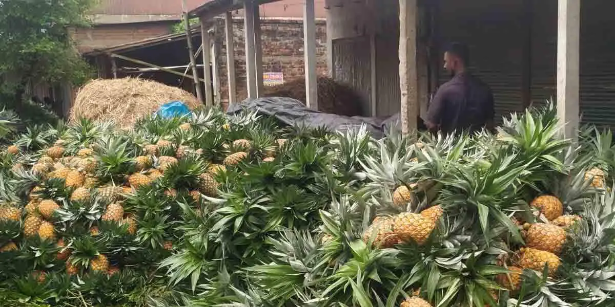 মধুপুরের আনারস: ২০০ কোটি টাকার বাণিজ্যের সম্ভাবনা