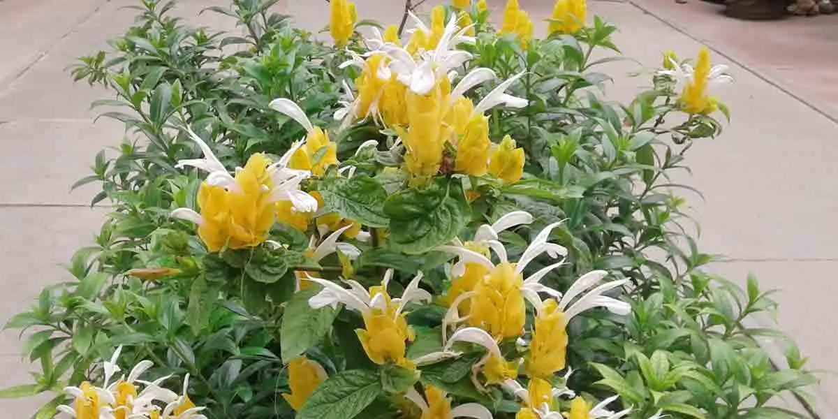 সোনালি চিংড়িগাছ