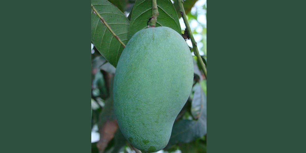 যেভাবে হলো আমের নাম ফজলি