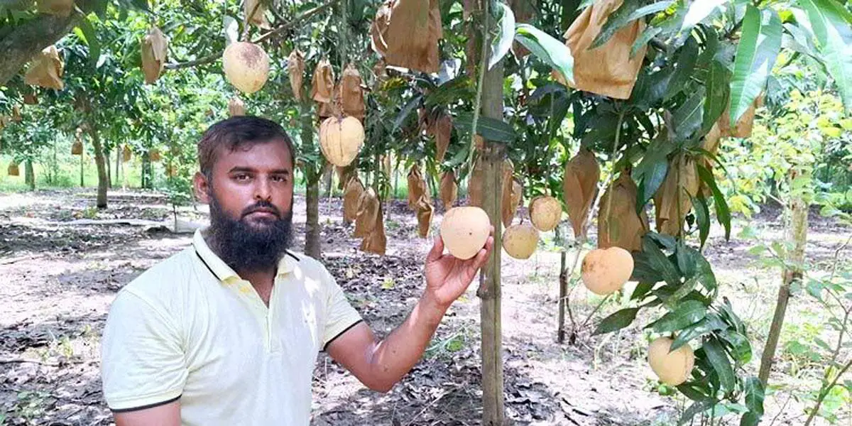 চাকরি না পেয়ে আম বাগান করে সফল সজিব