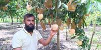 চাকরি না পেয়ে আম বাগান করে সফল সজিব