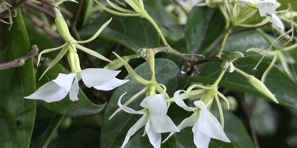 শ্রাবণে সুরভিত মালতীলতা