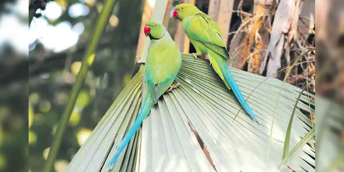 সুদর্শন সবুজ টিয়া