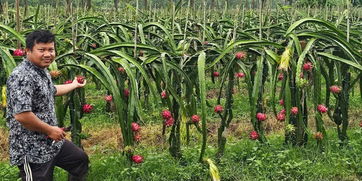পাহাড়ে বাড়ছে ড্রাগন ফলের বাণিজ্যিক চাষ