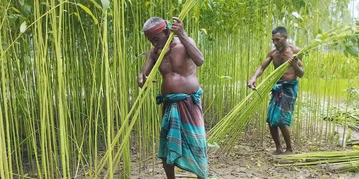 গাইবান্ধায় পানিসংকট: পাট জাগ নিয়ে বিপাকে চাষিরা