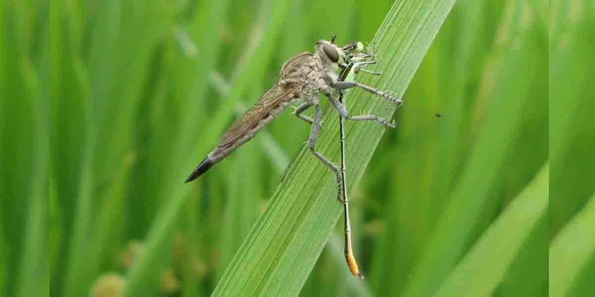 দক্ষ শিকারি ডাকু মাছি