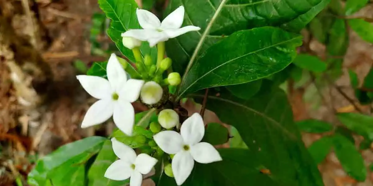 বনের ধারের বনমালী