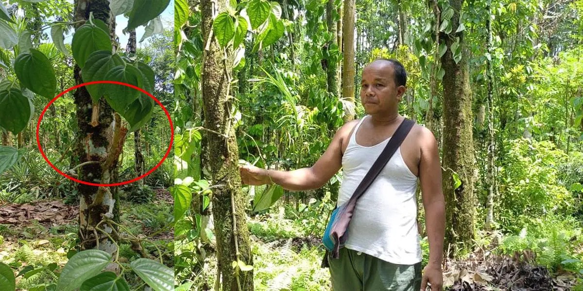 জাফলংয়ে খাসিয়াদের ২০০০ পানগাছের লতি কাটল দুর্বৃত্তরা