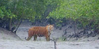 টিকে থাকার লড়াইয়ে বাদাবনের রাজা