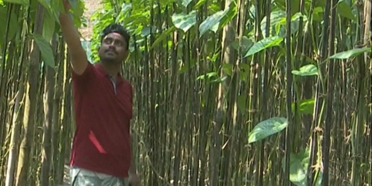 পানের দরপতনে দিশেহারা চাষিরা