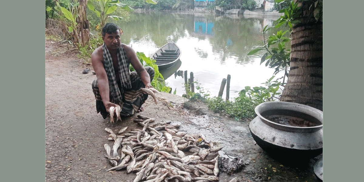 কচুয়ায় পুকুরে বিষ দিয়ে মাছ নিধন