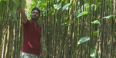 পানের দরপতনে দিশেহারা চাষিরা