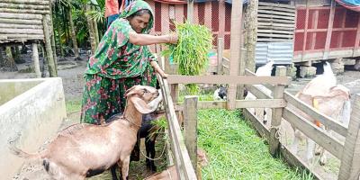মনোয়ারা এখন সফল খামারি