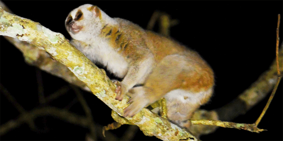লাজুক বানরের খোঁজে