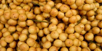 লটকন খাচ্ছেন? জানুন এর স্বাস্থ্য উপকারিতা