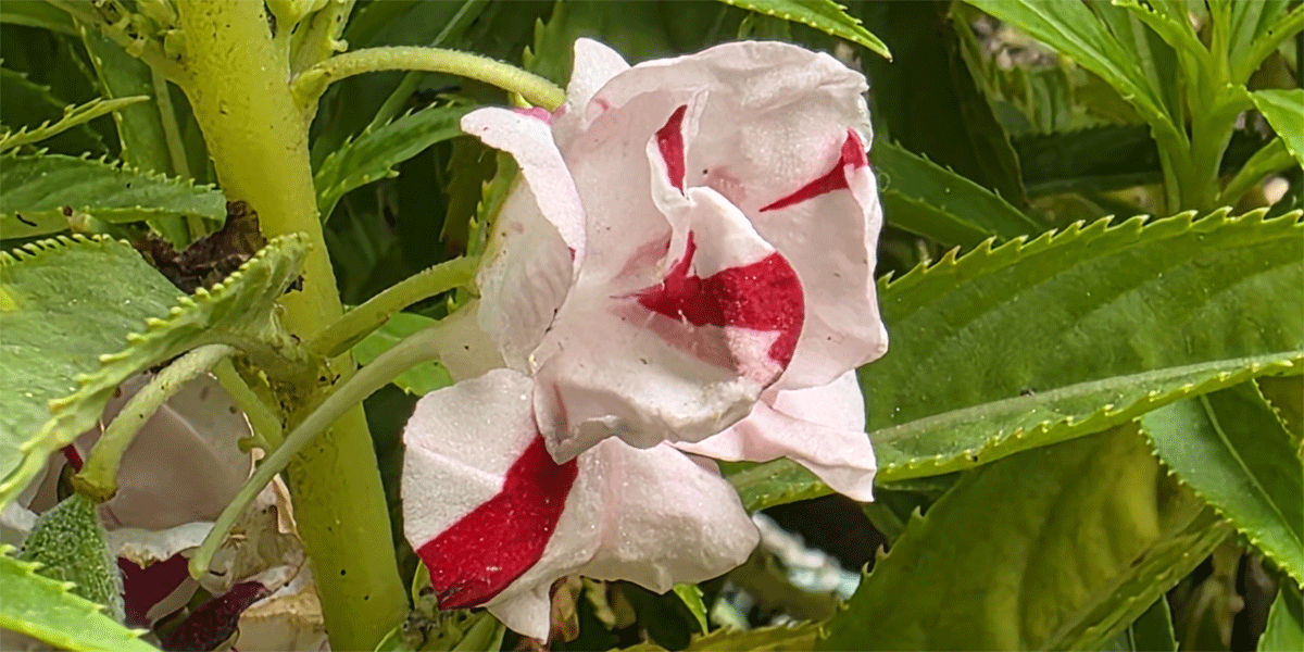 দোরঙা দোপাটি ফুল