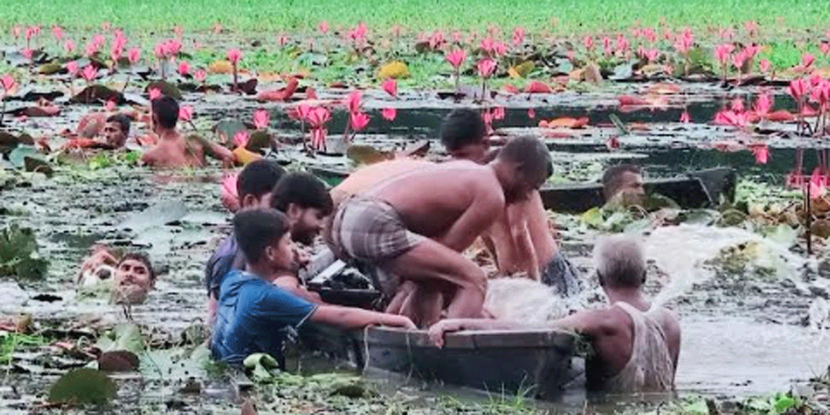 কাপাসিয়ায় শাপলা বিলে নৌকা ডুবে ২ বন্ধুর মৃত্যু