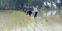 খোকসায় আমন চাষে লক্ষ্যমাত্রা ছাড়ানোর আশা