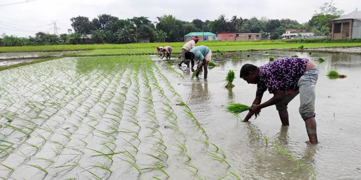 ঈশ্বরদীতে আমন চাষের লক্ষ্য নির্ধারণ