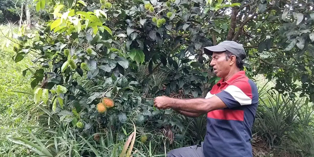 পাহাড়ে রামবুটান ফল চাষে মান্নানের সাফল্য