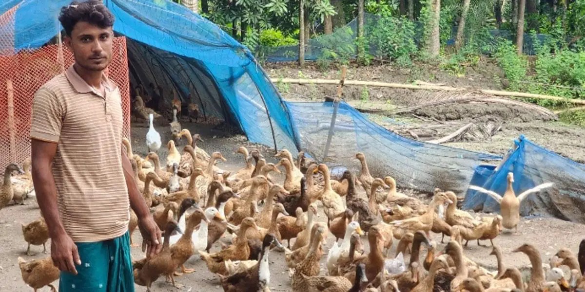 নড়াইলে ৪৮০টি খামার, হাঁস পালনে ফিরেছে সচ্ছলতা