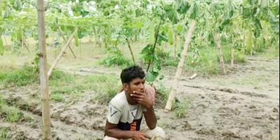 ঈশ্বরদীতে ১০০০ লাউগাছ কেটে ফেলল দুর্বৃত্তরা