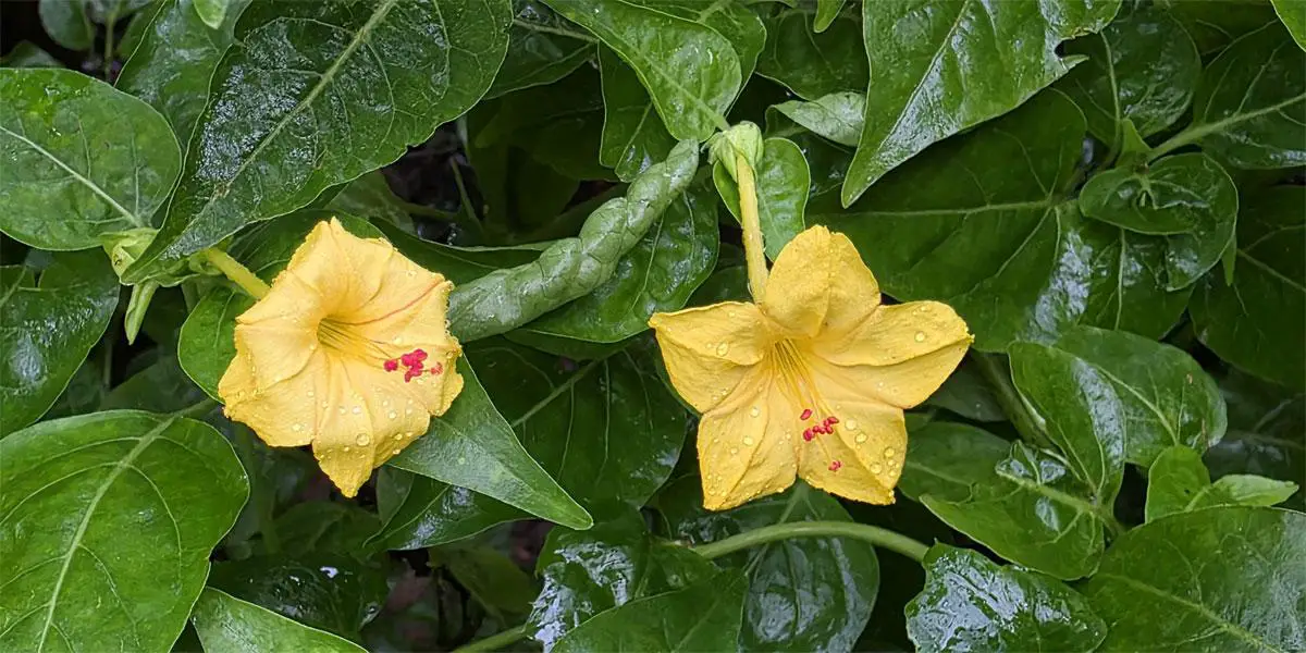সাঁঝের বেলায় সন্ধ্যামণি
