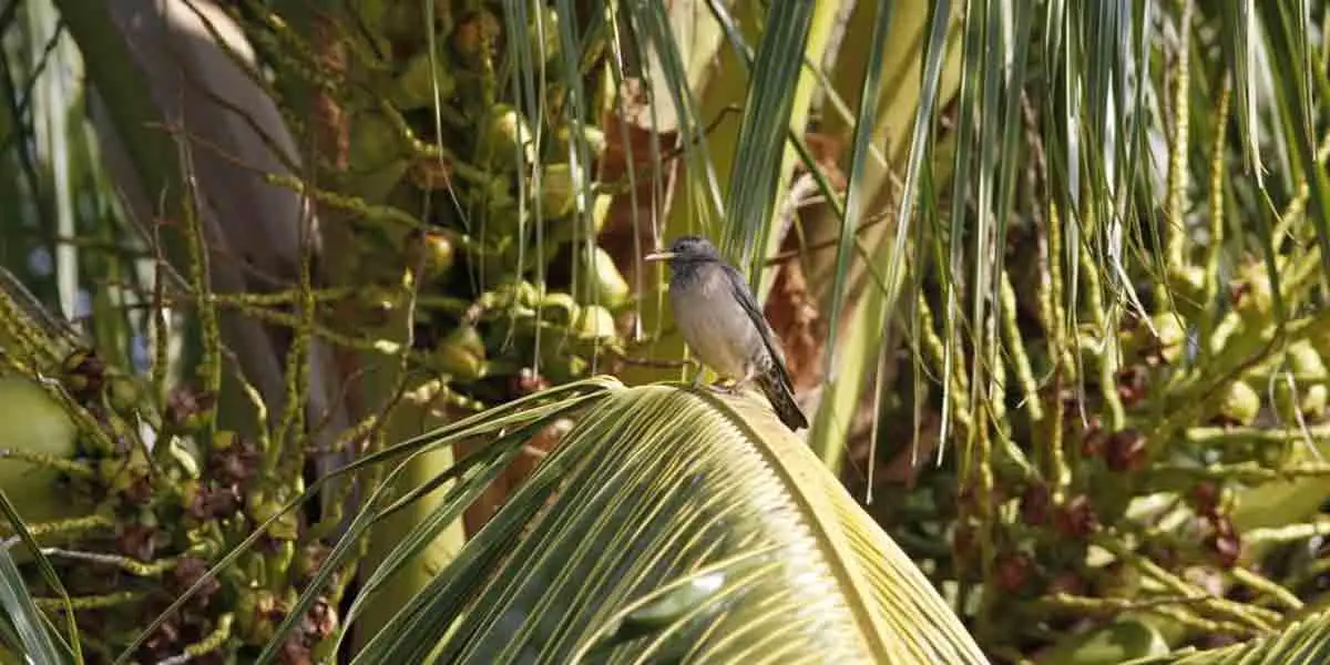গোলাপি শালিক