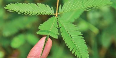 ছুঁলেই যে লজ্জা পায়