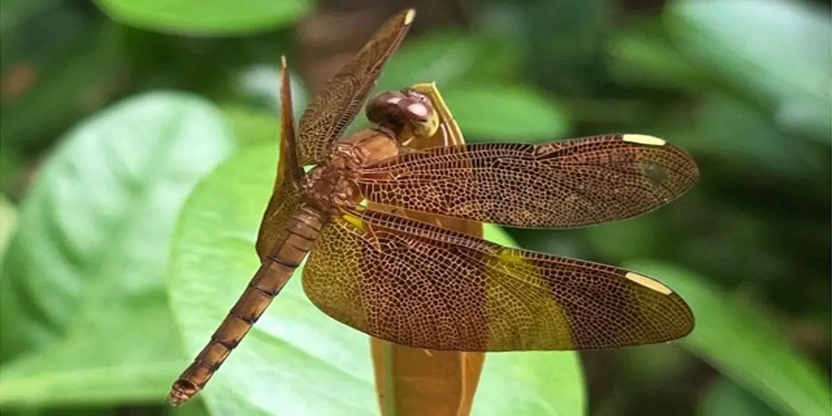 অন্যরকম বুনো জলফড়িং