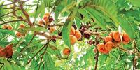 ভেষজ বৃক্ষ পীতরাজ