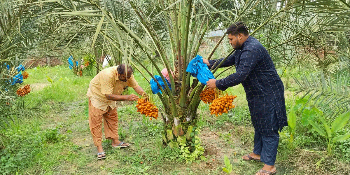 ময়মনসিংহে খেজুর চাষে আয় অর্ধকোটি টাকা